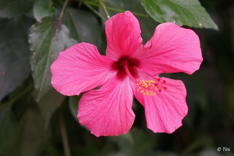 sized_Foto 13.JPG - Costa rica Someren